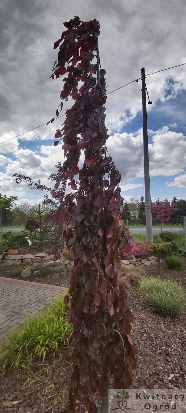Buk pospolity "Purple Fountain"(Fagus sylvatica)