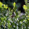 Bukszpan wieczniezielony(Buxus sempervirens)