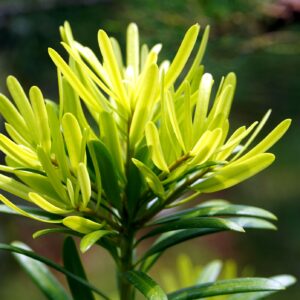 Cis pospolity "Summergold"(Taxus baccata)