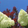 Hortensja bukietowa "Limelight"(Hydrangea paniculata)