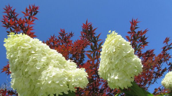 Hortensja bukietowa "Limelight"(Hydrangea paniculata)
