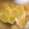 Grujecznik japoński(Cercidiphyllum japonicum)