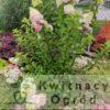 Hortensja bukietowa ‘Pinky-Whinky'(Hydrangea paniculata)