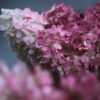 Hortensja bukietowa 'Magical Fire'(Hydrangea  paniculata)