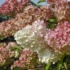 Hortensja bukietowa 'Magical Fire'(Hydrangea  paniculata)
