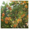 Azalia wielkokwiatowa "Christopher Wren"(Rhododendron)