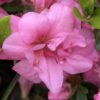 Azalia japońska  BABUSCHKA "Hachbabu"(Rhododendron)