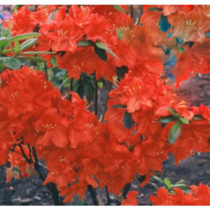 Azalia wielkokwiatowa "FEUERWERK"(Rhododendron)