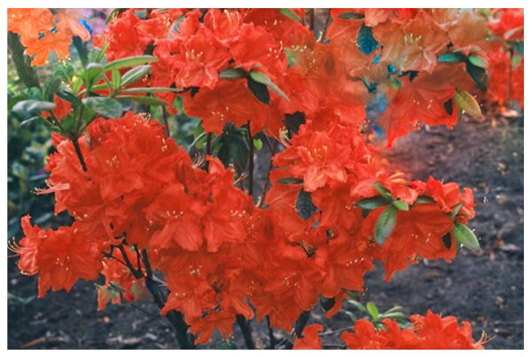 Azalia wielkokwiatowa "FEUERWERK"(Rhododendron)