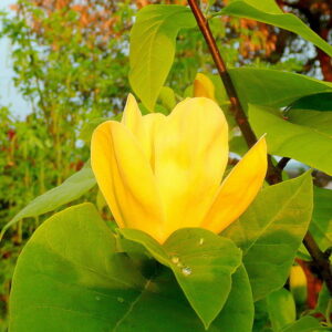 Magnolia brooklińska "Yellow Bird"(Magnolia brooklynensis)