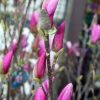 Magnolia "Alexandrina"(Magnolia  soulangeana)
