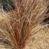 Turzyca włosista "Bronze Form"(Carex comans)