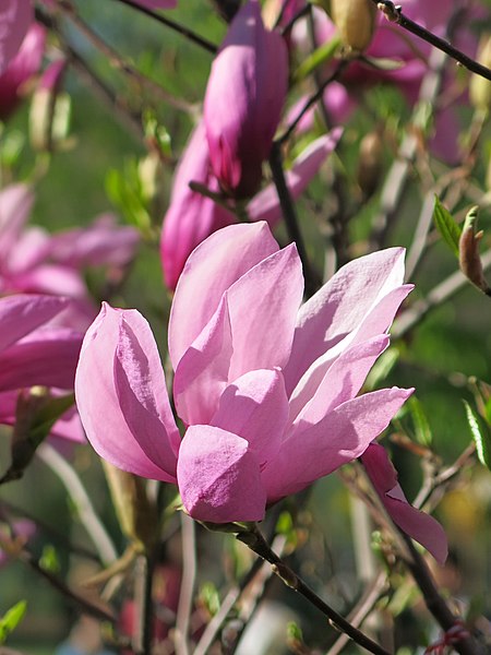 Magnolia "Ricki"(Magnolia soulangeana)