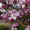 Magnolia "Rustica Rubra"(Magnolia soulangeana)