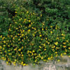 Pięciornik krzewiasty "Kobold"(Potentilla fruticosa)