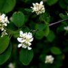 Świdośliwa olcholistna "KRASNORAJSKA"(Amelanchier alnifolia)