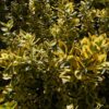 Trzmielina Fortune'a "Canadale Gold"(Euonymus fortunei)