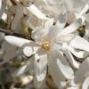 Magnolia "Royal Star"(Magnolia soulangeana)