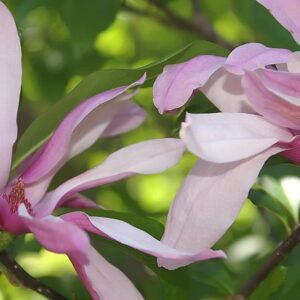 Magnolia "Betty"(Magnolia soulangeana)