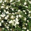 Pięciornik krzewiasty "Abbotswood"(Potentilla fruticosa)
