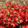 Azalia  wielkokwiatowa "Hybrid"(Rhododendron)