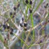 Wierzba smukłoszyjkowa "Melanostachys"(Salix gracilistyla)