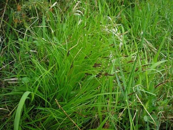 Turzyca pagórkowata "Raureif"(Carex montana)