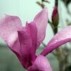 Magnolia "Ann"(Magnolia  soulangeana)