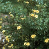 Pięciornik krzewiasty "Goldfinger"(Potentilla fruticosa)