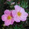 Pięciornik krzewiasty "Pink Queen"( Potentilla fruticosa)