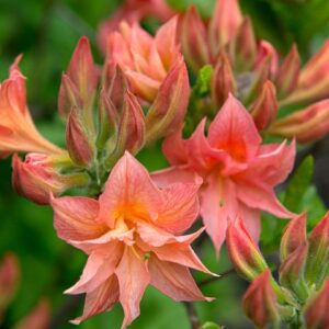Azalia  wielkokwiatowa "Juanita "(Rhododendron)