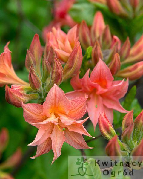 Azalia  wielkokwiatowa "Juanita "(Rhododendron)