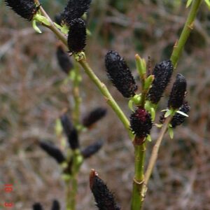 Wierzba smukłoszyjkowa "Melanostachys"(Salix gracilistyla)