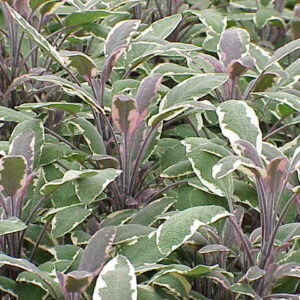 Szałwia lekarska 'Tricolor' (Salvia officinalis)