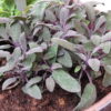 Szałwia lekarska 'Purpurascens'(Salvia officinalis)