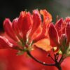 Azalia wielkokwiatowa "Fireball"(Rhododendron)