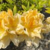 Azalia wielkokwiatowa "GOLDEN SUNSET"(Rhododendron )