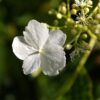 Hortensja  pnąca(Hydrangea petiolaris)
