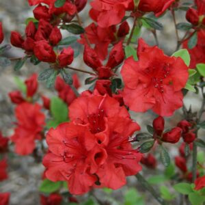 Azalia wielkokwiatowa "Fireball"(Rhododendron)