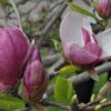 Magnolia "Cameo"(Magnolia soulangeana)