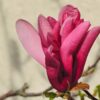 Magnolia "SUSAN"(Magnolia  soulangeana)