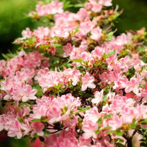Azalia japońska"Kermesina Rosé"(Rhododendron obtusum)