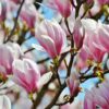 Magnolia "George Henry Kern"(Magnolia soulangeana)
