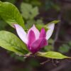 Magnolia "Cameo"(Magnolia soulangeana)