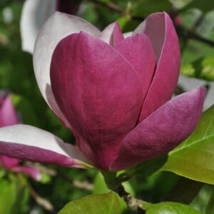 Magnolia soulangeana "Satisfaction"(Magnolia soulangeana)