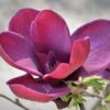 Magnolia "Black Tulip"(Magnolia soulangeana)