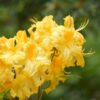 Azalia wielkokwiatowa "GOLDEN SUNSET"(Rhododendron )