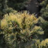 Sosna drobnokwiatowa "Goldilocks"(Pinus parviflora)