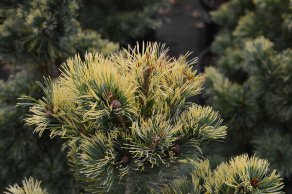 Sosna drobnokwiatowa "Goldilocks"(Pinus parviflora)