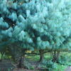 Sosna himalajska(Pinus wallichiana)